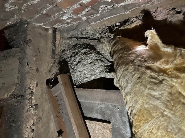 Nid de guêpes découvert dans l'isolation d'un mur avec matériaux de construction visibles