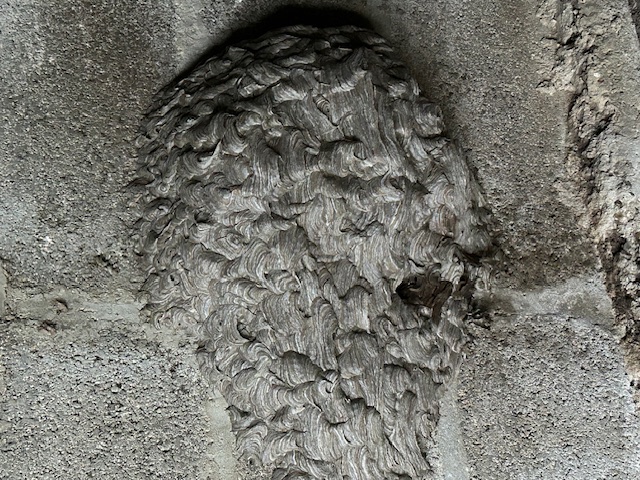 Nid de guêpes de forme circulaire construit au niveau du sol sur surface béton