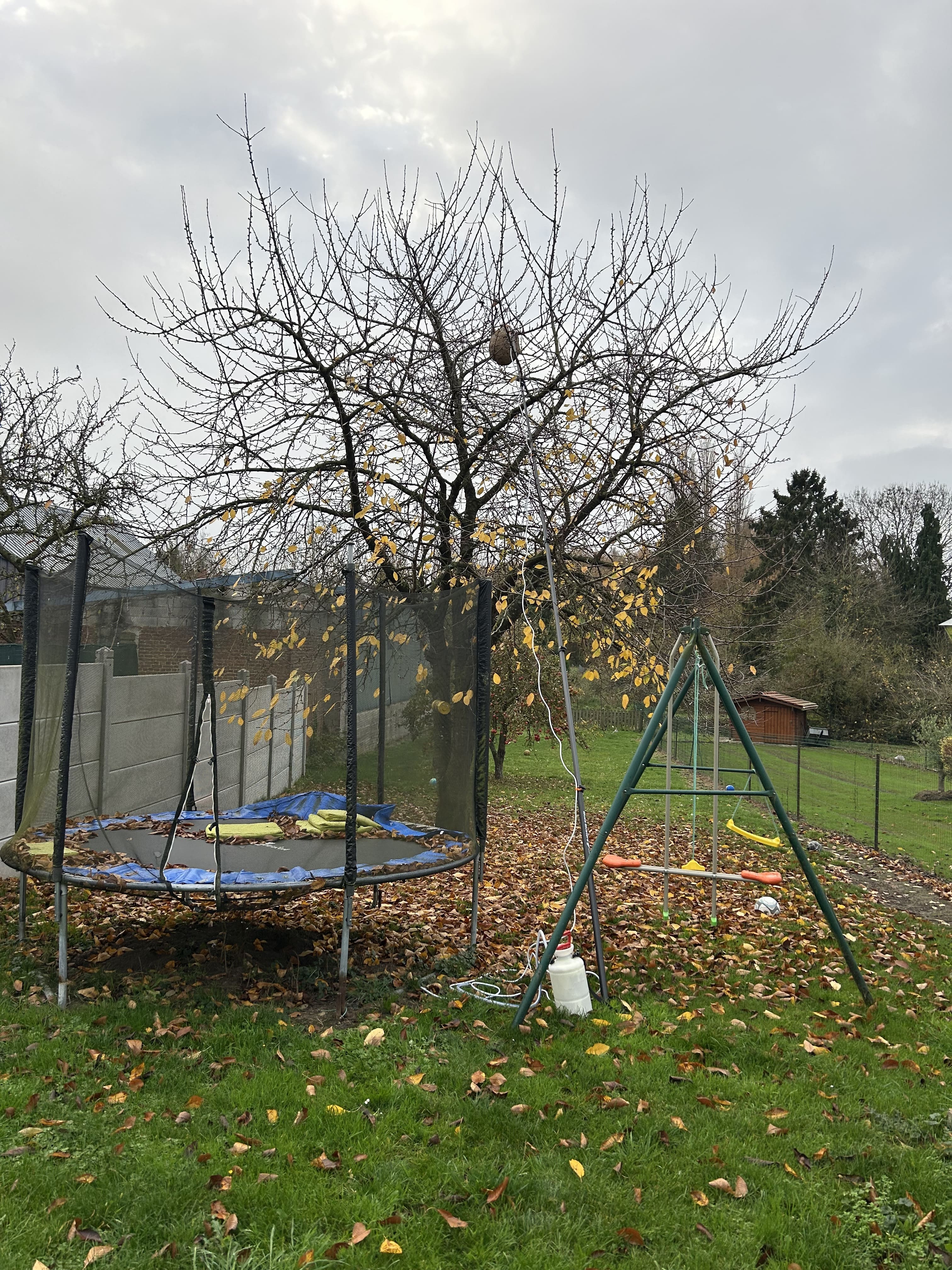 Destruction nid de frelons asiatiques - Destrucbusigny intervention Busigny, Nord (59)