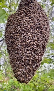 Récupération d'un essaim d'abeilles - Destrucbusigny intervention Le Cateau-Cambrésis, Nord (59)