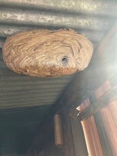 Destruction nid de frelons asiatiques en hangar - Destrucbusigny intervention Caudry, Nord (59)